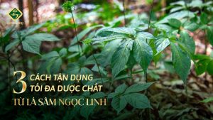 Cach tan dung la sam ngoc linh