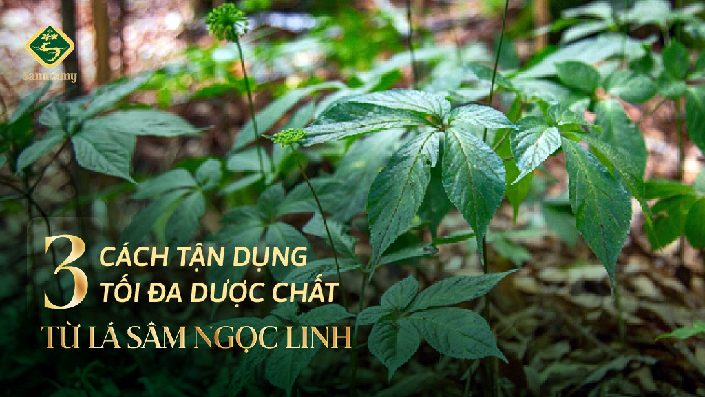 Cach tan dung la sam ngoc linh