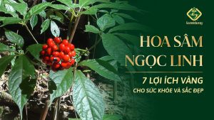 Loi ich vang tu hoa Sam Ngoc Linh