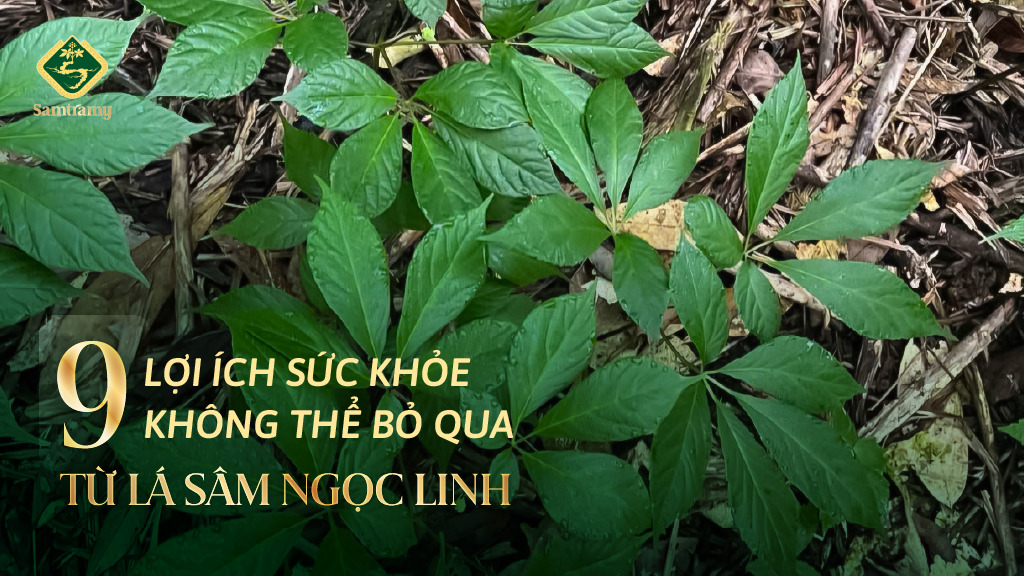 loi ich suc khoe cua la sam ngoc linh