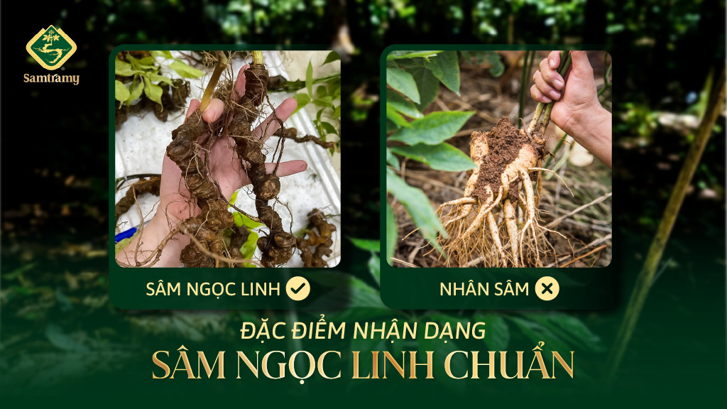 Dac diem nhan dang sam ngoc linh