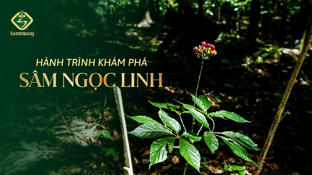 Hanh trinh kham pha Sam Ngoc Linh
