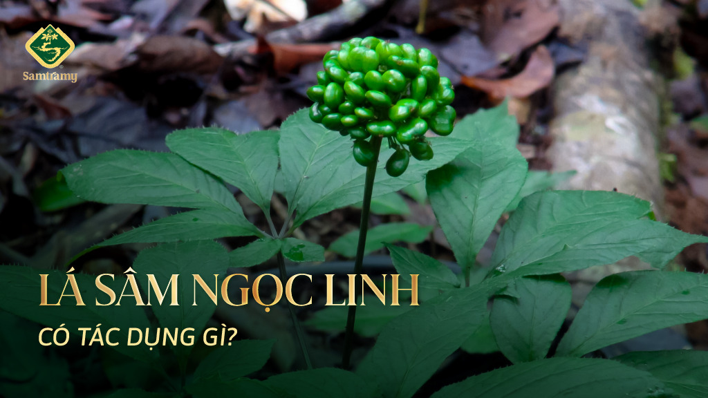 La Sam Ngoc Linh co tac dung gi