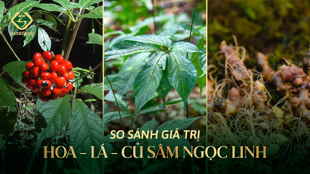 So sanh gia tri hoa-la-cu Sam Ngoc Linh