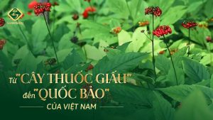 Quoc bao Viet Nam Sam Ngoc Linh